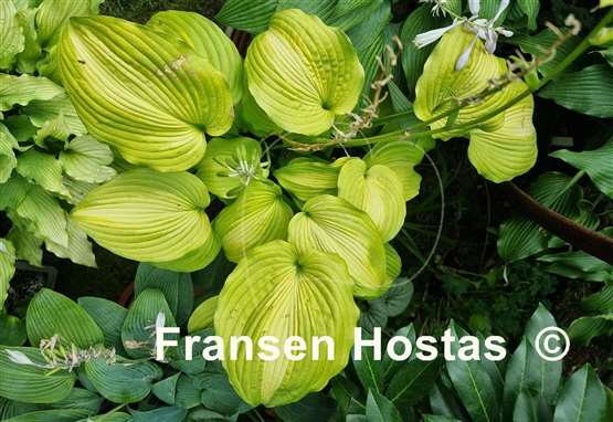 Hosta Lakeside Symphony